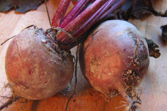 Roots, Shoots, Bulbs and Tubers