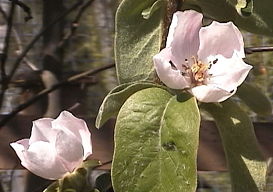 Orchard Trees / Seedlings