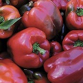RED BELL PEPPER
