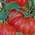 Heirloom TOMATO