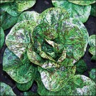 Lettuce Starts - Forellenschluss (Lactuca sativa)