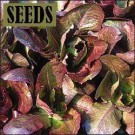 SEEDS-Lettuce - Rouge d'Hiver (Lactuca sativa)