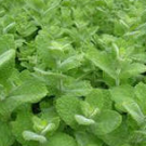 Mint - Apple Mint / Wooly Mint (Mentha suaveolens)