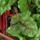 Red Chard - Swiss Chard, Rhubarb Red || 0002620
